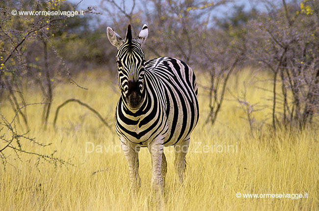 Zebra 92-20-08